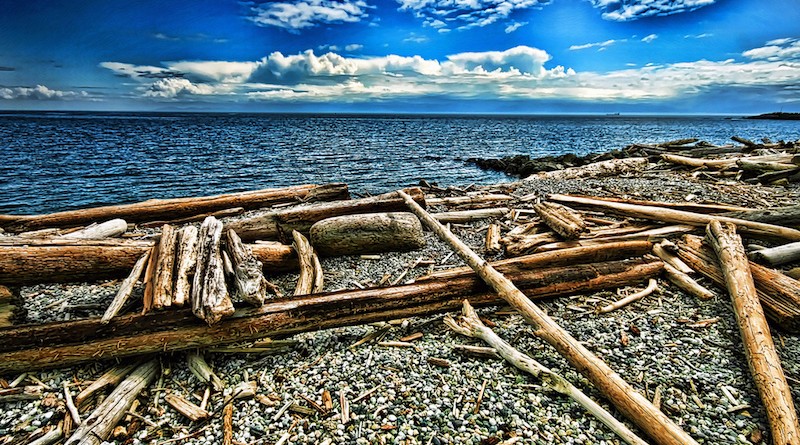 Photographie de bois flottés sur une plage