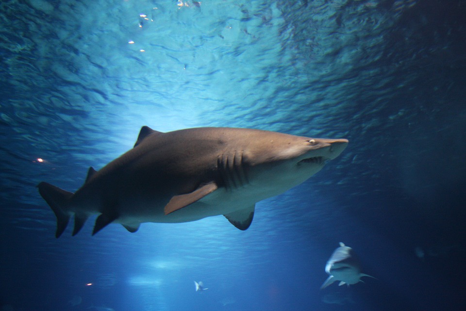 Photos d'un requin en mer